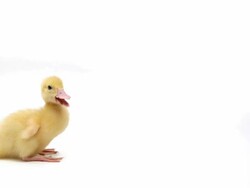Duckling Stock Footage