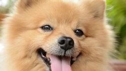 Happy Face Pomeranian Dog Stock Footage
