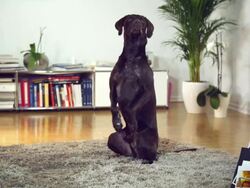 Dog beggs for attention Stock Footage