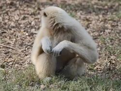 White gibbon Stock Footage