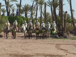 MS Shot of men horseback performing fantasia towards / Marrakech, Tensift, Morocco  Stock Footage