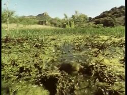 Bullfrog, Rana catesbeiana, leaps towards camera, catches insect, turns round and jumps twice in opposite direction, USA Stock Footage