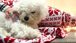 cute white dog plays on Christmas blanket Stock Footage