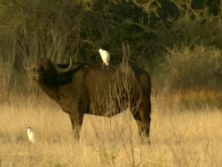MS PAN Shot of two buffalo standing still and observing / Okavango Delta, North-West District, Botswana Stock Footage