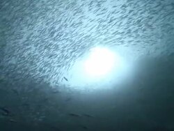 Huge shoal of fish, Southern Visayas, Philippines Stock Footage