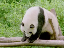 Giant panda scratching his butt + side on fallen tree in forest / China Stock Footage