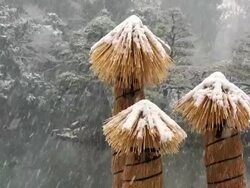 Close up covering which protects against frost Stock Footage