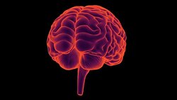 HD : 360 degree X-ray Brain. Stock Footage