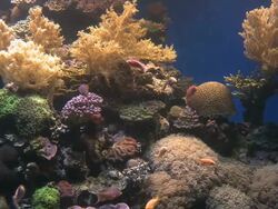 MS Group of tropical fish swimming in aquarium with coral reef at Marine center / Eilat, Arava, Negev Desert, Israel  Stock Footage