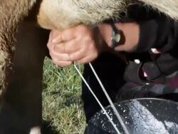Woman milking a cow, Salinas de Guaranda, Ecuador Stock Footage