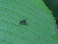 Jumping spider hunting Stock Footage