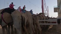 Camel racing season coming to exciting finish Instructional Video