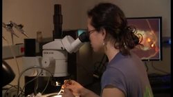 Fluorescent Fruit Flies Shed New Light Instructional Video