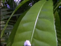 Wooly Aphid ?, WA aphid walks up leaf, from bottom to top of frame, Panama Stock Footage