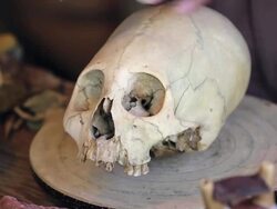 CU Shot of Skulls of paracas / South Of Peru, Nazca, Peru Stock Footage