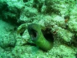 MS Moray Eel Opening Its Mouth Stock Footage