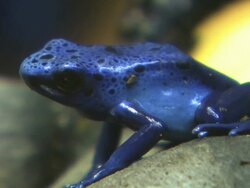 Medium static - A spotted blue frog breathes.  Stock Footage