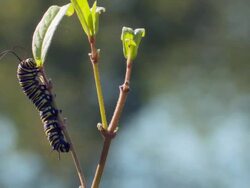 CU Monarch caterpillar eating swamp milkweed / Madoc, Ontario, Canada Stock Footage
