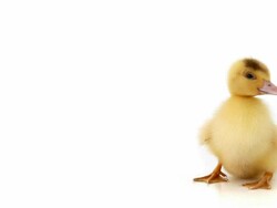 Duckling Stock Footage