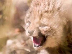CU Cheetah Cub Stock Footage