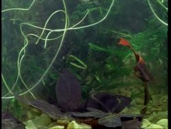 Dytiscus Beetle Swimming in and out of frame, then rests on leaf Stock Footage