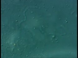 ECU microscopic view of ciliate protozoa, cilia movement Stock Footage