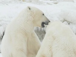 CU SLO MO Two Polar bears sitting facing each other playing and fighting / Churchill, Manitoba, Canada Stock Footage