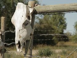 SKulls of cows on fences in a field Stock Footage