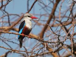 MS View of halcyon leucocephala standing on branch at bogoria lake / National Park, Africa, Kenya Stock Footage