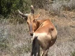 Wildlife in Africa Stock Footage