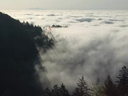 Fog &amp; Trees Wide Shot Stock Footage