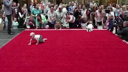CLEAN : Lithuania crowns fastest crawling toddler News Clip
