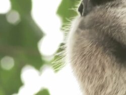 Giant Pandas, Chengdu Panda Base, Sichuan, China  Stock Footage