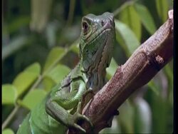CU Juvenile Green iguana on branch, South America Stock Footage