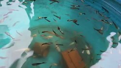 Guppy, Poecilia reticulata fish with dolly slide Stock Footage