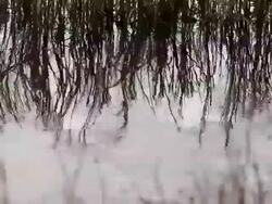 Bird Life At Elmley Marshes Stock Footage