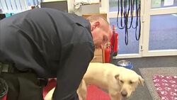 Charity Training Cancer Detection Dogs News Clip