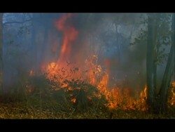 Forest fire, Nagarahole, Southern India Stock Footage