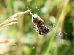 European Orb web spider Stock Footage