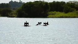 Duck with wings open to cool Stock Footage