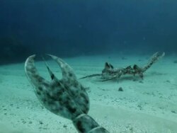 Medium push-in - Crustaceans crawl across a seabed in a computer-generated animation. / New York City, New York, USA Stock Footage
