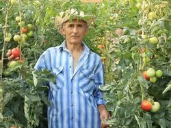 Farmer Picking Tomatoes Stock Footage