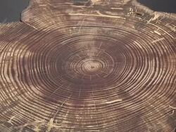 Medium Close Up tilt-down tilt-up - A small cross-section of wood and a large one cover a table. / USA Stock Footage