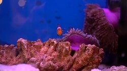 Clownfish Stock Footage