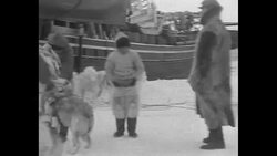 Huskies used in Greenland expedition by Canadian explorer Robert Bartlett News Clip