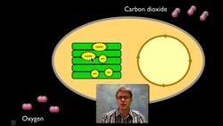Photosynthesis Instructional Video
