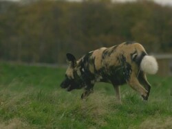 SLO MO African wild dog (Lycaon pictus) runs towards camera, UK Stock Footage