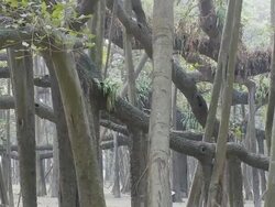 MS TU World largest Banyan tree at Botanical garden / Calcutta, West, Bengal India Stock Footage