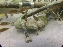 MS underwater view of 2004 tsunami debris, Phuket, Thailand Stock Footage
