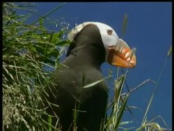 CU low angle puffin shaking head, Arctic circle Stock Footage